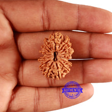 Load image into Gallery viewer, 14 Mukhi Nepalese Rudraksha - Bead No. 312