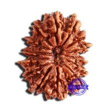 Load image into Gallery viewer, 14 Mukhi Nepalese Rudraksha - Bead No. 339