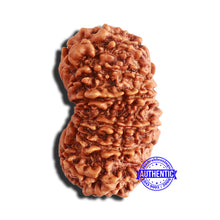 Load image into Gallery viewer, 14 Mukhi Nepalese Rudraksha - Bead No. 339