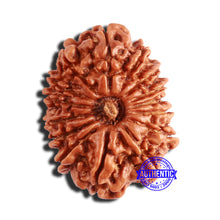 Load image into Gallery viewer, 14 Mukhi Nepalese Rudraksha - Bead No. 342