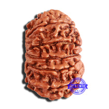 Load image into Gallery viewer, 14 Mukhi Nepalese Rudraksha - Bead No. 343