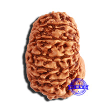 Load image into Gallery viewer, 14 Mukhi Nepalese Rudraksha - Bead No. 345