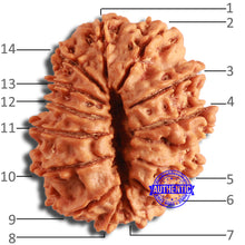 Load image into Gallery viewer, 14 Mukhi Nepalese Rudraksha - Bead No. 346