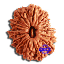 Load image into Gallery viewer, 14 Mukhi Nepalese Rudraksha - Bead No. 346