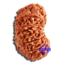 Load image into Gallery viewer, 14 Mukhi Nepalese Rudraksha - Bead No. 346
