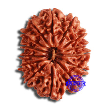 Load image into Gallery viewer, 14 Mukhi Nepalese Rudraksha - Bead No. 349