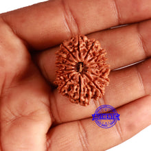 Load image into Gallery viewer, 14 Mukhi Nepalese Rudraksha - Bead No. 349
