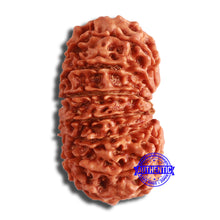 Load image into Gallery viewer, 14 Mukhi Nepalese Rudraksha - Bead No. 349