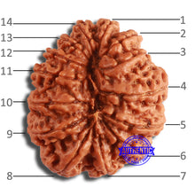 Load image into Gallery viewer, 14 Mukhi Nepalese Rudraksha - Bead No. 350