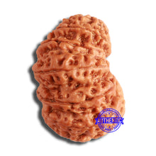 Load image into Gallery viewer, 14 Mukhi Nepalese Rudraksha - Bead No. 350