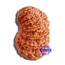 Load image into Gallery viewer, 14 Mukhi Nepalese Rudraksha - Bead No. 350