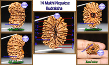 Load image into Gallery viewer, 14 Mukhi Rudraksha Trishul Pendant - Bead No. 59