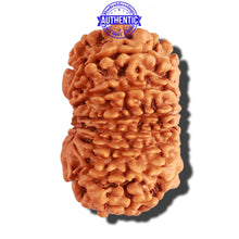 Load image into Gallery viewer, 15 Mukhi Rudraksha from Nepal - Bead No. 50