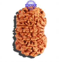 Load image into Gallery viewer, 15 Mukhi Rudraksha from Nepal - Bead No. 50