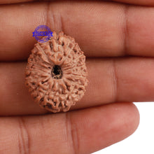 Load image into Gallery viewer, 15 Mukhi Indonesian Rudraksha - Bead No. 172