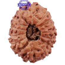 Load image into Gallery viewer, 15 Mukhi Indonesian Rudraksha - Bead No. 172