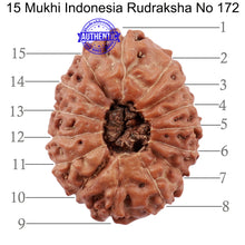 Load image into Gallery viewer, 15 Mukhi Indonesian Rudraksha - Bead No. 172