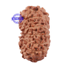 Load image into Gallery viewer, 15 Mukhi Indonesian Rudraksha - Bead No. 172