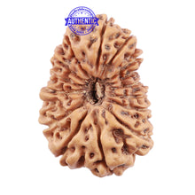 Load image into Gallery viewer, 15 Mukhi Indonesian Rudraksha - Bead No. 173