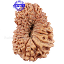 Load image into Gallery viewer, 15 Mukhi Indonesian Rudraksha - Bead No. 173