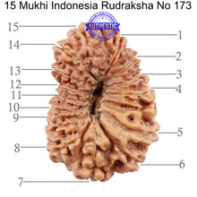 Load image into Gallery viewer, 15 Mukhi Indonesian Rudraksha - Bead No. 173