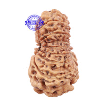 Load image into Gallery viewer, 15 Mukhi Indonesian Rudraksha - Bead No. 173