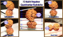 Load image into Gallery viewer, 15 Mukhi Gaurishankar Rudraksha from Nepal