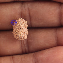 Load image into Gallery viewer, 15 Mukhi Indonesian Rudraksha - Bead No. 144