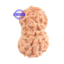 Load image into Gallery viewer, 15 Mukhi Indonesian Rudraksha - Bead No. 144