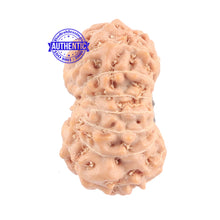 Load image into Gallery viewer, 15 Mukhi Indonesian Rudraksha - Bead No. 144