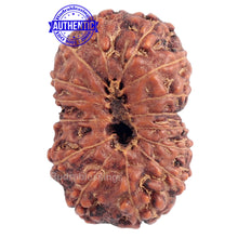 Load image into Gallery viewer, 15 Mukhi Indonesian Rudraksha - Bead No. 147