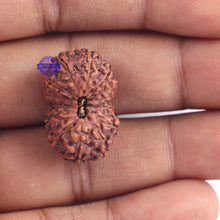 Load image into Gallery viewer, 15 Mukhi Indonesian Rudraksha - Bead No. 147