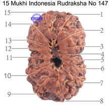 Load image into Gallery viewer, 15 Mukhi Indonesian Rudraksha - Bead No. 147