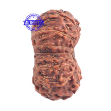 Load image into Gallery viewer, 15 Mukhi Indonesian Rudraksha - Bead No. 147