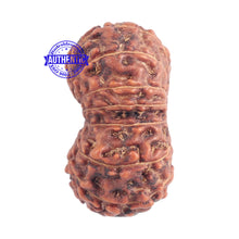 Load image into Gallery viewer, 15 Mukhi Indonesian Rudraksha - Bead No. 147