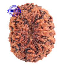 Load image into Gallery viewer, 15 Mukhi Indonesian Rudraksha - Bead No. 148