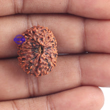 Load image into Gallery viewer, 15 Mukhi Indonesian Rudraksha - Bead No. 148