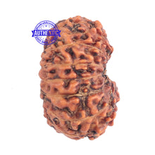 Load image into Gallery viewer, 15 Mukhi Indonesian Rudraksha - Bead No. 148