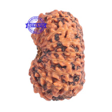 Load image into Gallery viewer, 15 Mukhi Indonesian Rudraksha - Bead No. 148