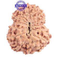 Load image into Gallery viewer, 15 Mukhi Indonesian Rudraksha - Bead No. 149