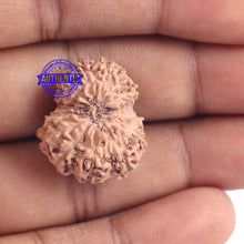 Load image into Gallery viewer, 15 Mukhi Indonesian Rudraksha - Bead No. 149