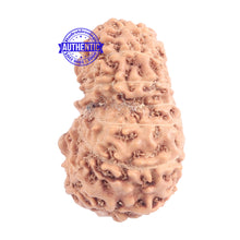 Load image into Gallery viewer, 15 Mukhi Indonesian Rudraksha - Bead No. 149