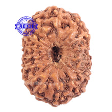 Load image into Gallery viewer, 15 Mukhi Indonesian Rudraksha - Bead No. 151