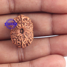 Load image into Gallery viewer, 15 Mukhi Indonesian Rudraksha - Bead No. 151