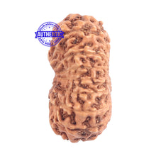 Load image into Gallery viewer, 15 Mukhi Indonesian Rudraksha - Bead No. 151