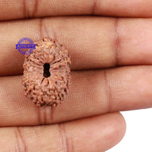 Load image into Gallery viewer, 15 Mukhi Indonesian Rudraksha - Bead No. 15