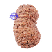 Load image into Gallery viewer, 15 Mukhi Indonesian Rudraksha - Bead No. 15