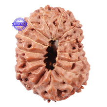 Load image into Gallery viewer, 15 Mukhi Indonesian Rudraksha - Bead No. 19