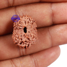 Load image into Gallery viewer, 15 Mukhi Indonesian Rudraksha - Bead No. 19