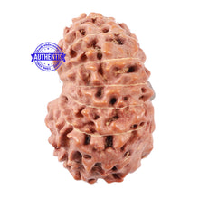 Load image into Gallery viewer, 15 Mukhi Indonesian Rudraksha - Bead No. 19